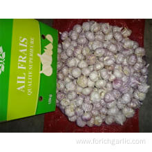 Hot Sale New Crop Garlic